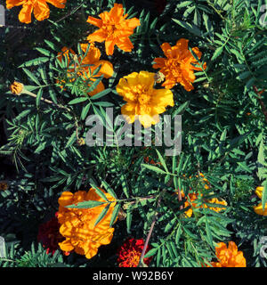 Orange Tagetes auf dem Beet. Blume Foto Hintergrund. Stockfoto