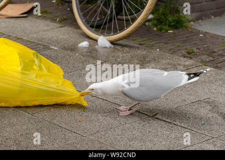 Heringsmöwe (Larus argentatus), die in Müllbeutel reißt, Straßenmarkt, Amsterdam, Niederlande. Stockfoto