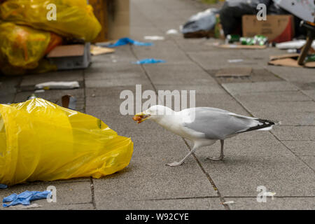 Silbermöwe (Larus argentatus) Amsterdam, Niederlande. April 2018. Reiher und Möwen versammeln sich um den Fisch stände als Stadt der Märkte schließen, p Stockfoto