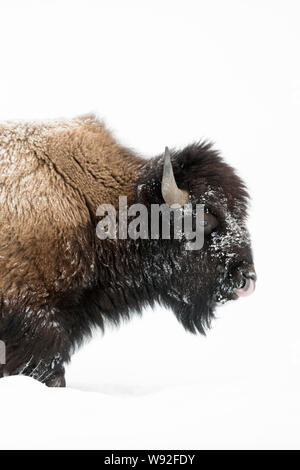 Amerikanischer Bison / Amerikanischer Bison (Bison Bison) im Winter Reifen Bull, Wandern durch den Tiefschnee, leckt seine Nase, Yellowstone-Nationalpark Stockfoto