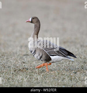 White-fronted goose/Blaessgans (Anser Albifrons) wandern, Watschelte über einen Drei-tage-Feld, aufmerksam beobachten, Seitenansicht, Wildlife, Europa. Stockfoto