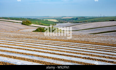 Exakten Reihen von single use Kunststoff mulch Blätter Abdeckung keimenden Kulturen auf landwirtschaftlichen Nutzflächen in der Nähe von Dorchester auf Englands rollenden Dorset Downs Hügeln. Stockfoto