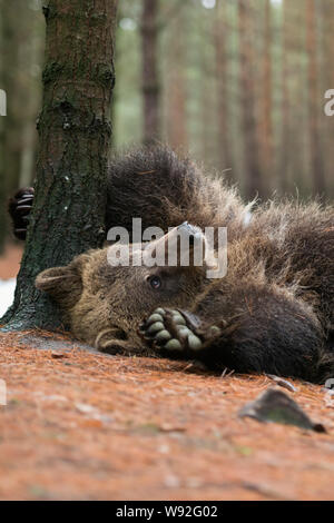Europäische/Braunbaer Braunbär (Ursus arctos), verspielten Cub, Lügen, rollt sich auf den Rücken, Kratzen, Jucken am Boden, sieht nett und lustig, Eu Stockfoto