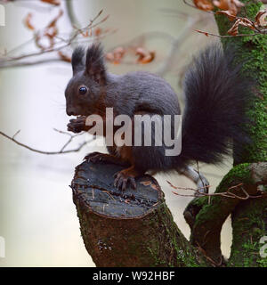 Eichhörnchen/Europaeisches Eichhörnchen (Sciurus vulgaris), sitzen auf dem Baum, Fütterung auf Samen, Wildlife, Europa. Stockfoto