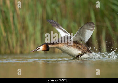 Haubentaucher/Haubentaucher (Podiceps cristatus) in Eile, seine Flügel, weg von einer Ausdehnung von Wasser, auf der Jagd nach einem Rivalen, Europa Stockfoto