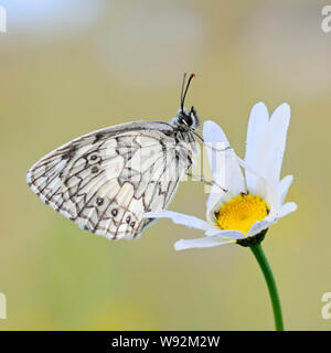 Marmor weiß/Schachbrettfalter (Melanargia galathea), männlich, auf eine blühende Blume (oxeye Daisy), Wildlife, Europa ruht. Stockfoto