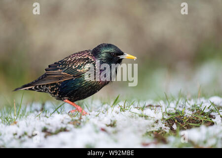 Common Starling/Star (Sturnus vulgaris) Erwachsenen in seiner Zucht Kleid, wandern über verschneite Gras, durch einen späten Wintereinbruch, die Tier- und Pflanzenwelt überrascht, Euro Stockfoto