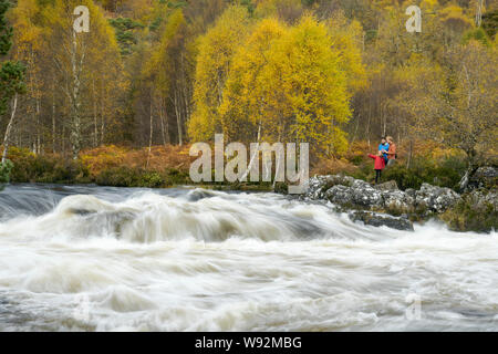 Birke (Betula pendula) und Gemeine Kiefer (Pinus sylvestris) Wald am Fluss Affric, Glen Affric, Highlands, Schottland. Oktober 2017 Stockfoto