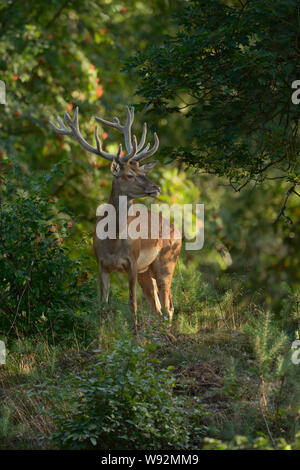 Red Deer/Rothirsch (Cervus elaphus), männlich, Hirsch, mit Samt am Geweih, steht auf einer kleinen Anhöhe in einem Mischwald, Beobachten, schönen Abend licht Stockfoto