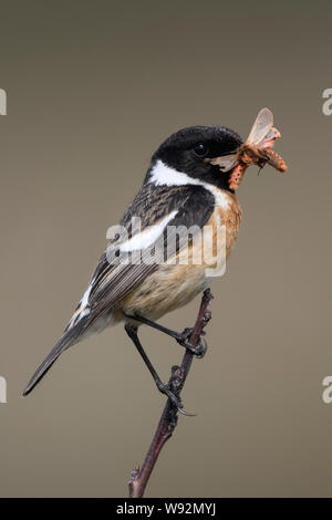 Europäische Schwarzkehlchen/Schwarzkehlchen (Saxicola torquata) mit Beute, Schmetterlinge, Ruby Tiger (Phragmatobia fuliginosa) im Schnabel, Tierwelt, Euro Stockfoto