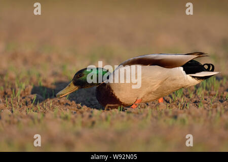 Mallard/Wild Duck/Stockente (Anas platyrhynchos), männlich auf wachsende Weizenfeld, Fütterung auf Aussaat, verschlingende junge Korn, Beweidung auf Ackerland, wi Stockfoto