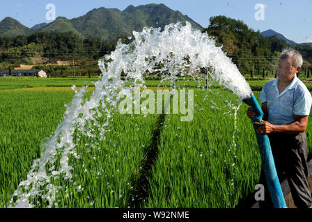 Ein chinesischer Bauer Schläuche Wasser seinen Reis Feld während einer Dürre in Xiayanger Dorf zu bewässern, Wuyi County, Jinhua City, East China Zhejiang provinz Stockfoto