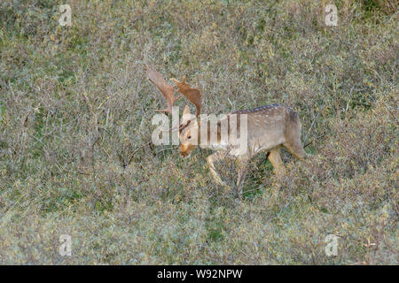 Damwild (Dama Dama). Niederlande. Sand dune Ökosystem an der Nordküste von Holland. Stockfoto