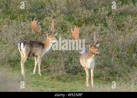 Damwild (Dama Dama). Niederlande. Sand dune Ökosystem an der Nordküste von Holland. Stockfoto