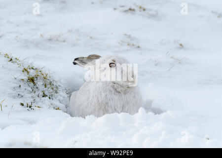 Berghase (Lepus timidus). Cairngorms, Schottland. Februar Stockfoto