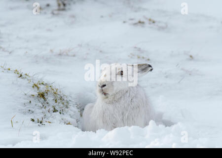 Berghase (Lepus timidus). Cairngorms, Schottland. Februar Stockfoto