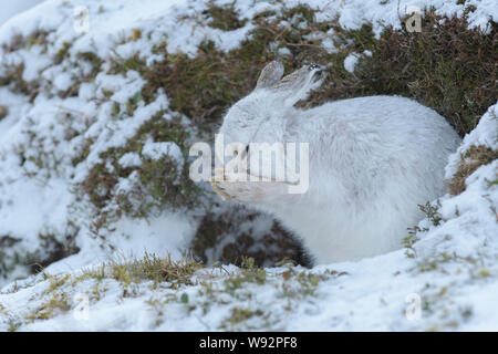Berghase (Lepus timidus). Cairngorms, Schottland. Februar Stockfoto