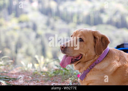 Labrador Hund süß portrait Canon EOS 5DS 50,6 Megapixel Fine Art Drucke in hoher Qualität Stockfoto