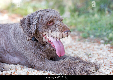 Lagotto Romagnolo Trüffel Hund süß portrait Canon EOS 5DS 50,6 Megapixel Fine Art Drucke in hoher Qualität Stockfoto