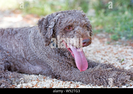 Lagotto Romagnolo Trüffel Hund süß portrait Canon EOS 5DS 50,6 Megapixel Fine Art Drucke in hoher Qualität Stockfoto