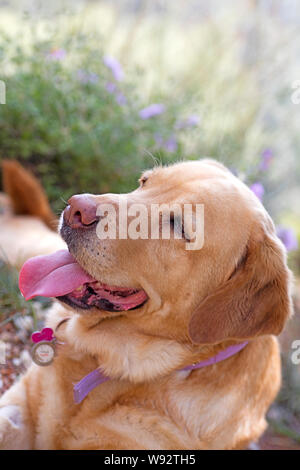 Labrador Hund süß portrait Canon EOS 5DS 50,6 Megapixel Fine Art Drucke in hoher Qualität Stockfoto