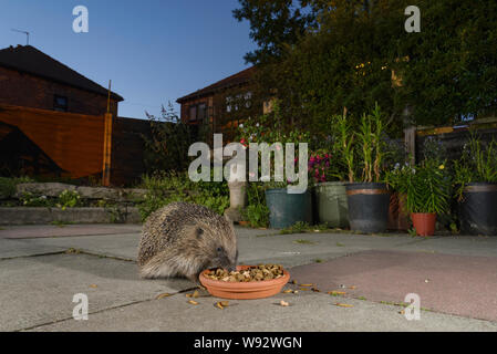 Europäischer Igel (Erinaceus europaeus), Fütterung von Schüssel in städtischen Garten, Manchester, UK. Juli 2018 Stockfoto