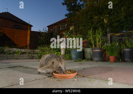 Europäischer Igel (Erinaceus europaeus), Fütterung von Schüssel in städtischen Garten, Manchester, UK. Juli 2018 Stockfoto