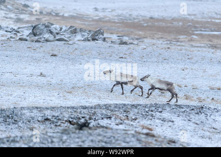 Rentiere (Rangifer tarandus). Südosten Islands. Dezember 2018 Stockfoto