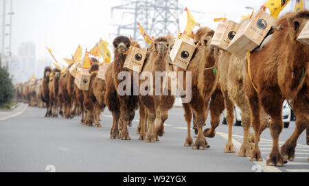 Kamele, die holzkästen mit Kaffee zu Fuß auf der Autobahn während eines Re-enactment der alten Tee-Handel Reise von China nach Europa in Changsha City, ce Stockfoto