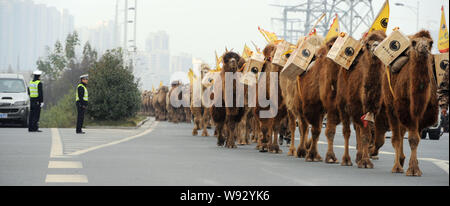 Kamele, die holzkästen mit Kaffee zu Fuß auf der Autobahn während eines Re-enactment der alten Tee-Handel Reise von China nach Europa in Changsha City, ce Stockfoto