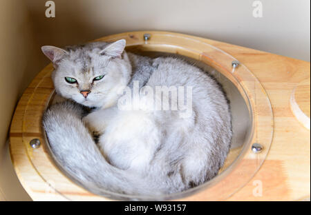 Cute grau Scottish Straight Katze schlafen im Haus, beliebte Haustier Konzept Stockfoto
