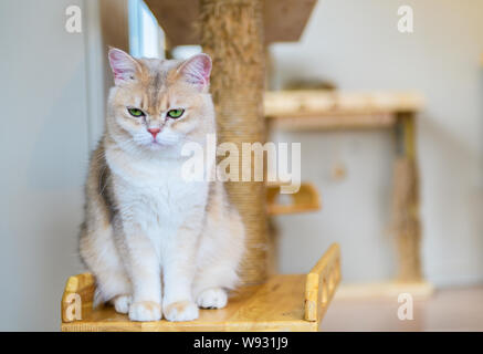 Süße braune Scottish Fold Katze sitzt auf Holz, beliebtes Haustier Konzept Stockfoto