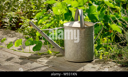 Eine alte Zink Gießkanne steht im Sommer Garten vor einiger Pflanzen auf der hölzernen Terrasse Etage in Deutschland Stockfoto