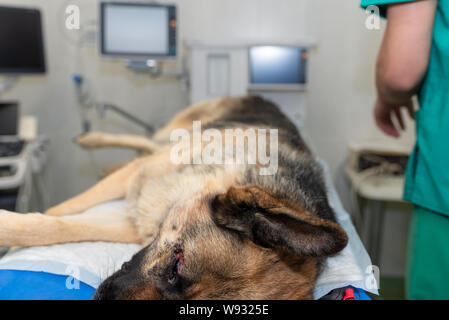 Kranken Hund in einer tierärztlichen Klinik Stockfoto