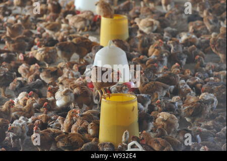 Küken essen oder trinken Wasser bei einer Hühnerfarm in Qionghai City, South China Hainan Provinz, 18. Mai 2013. Das H7N9 Virus scheint zu Br. Stockfoto