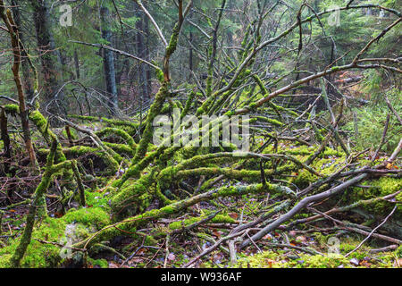 Toter Baum liegend im Wald mit Moos auf den Zweigen Stockfoto