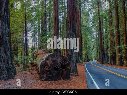 Straße der riesigen redwoods Stockfoto