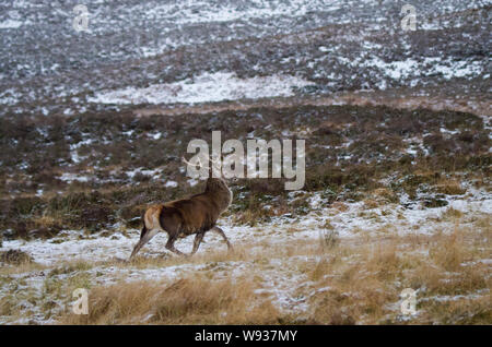 SUTHERLAND, Schottland, Großbritannien - 29 November 2017: Monarch der Glen... ein Rotwild Hirsch inmitten der Schnee in den schottischen Highlands in der Nähe von Ledmore, Sutherlan Stockfoto