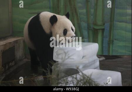 Ein riesiger Panda liegt auf Eis Blöcke in einem Zoo in Wuhan zu kühlen, Zentrale China Provinz Hubei, 9. August 2013. Menschen trinken Eis Wasser und Eis-cr Essen Stockfoto