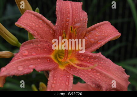 Rosa-orange Garten Tag Lilie Blume im Sonnenlicht mit Wassertropfen erfasst. Der botanische Name für diese Blume ist Hemerocallis fulva. Stockfoto