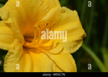 Gelb Garten Tag Lilie Blume im Sonnenlicht eingefangen. Der botanische Name für diese Blume ist Hemerocallis lilioasphodelus. Stockfoto