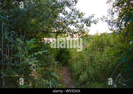 Schöne Natur, Laubwald, Waldgürtel mit Bäumen, verschiedenen Pflanzen, Wildgras und Unkraut am Abend. Stockfoto