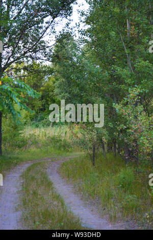 Schöne Natur, Laubwald, Waldgürtel mit Bäumen, verschiedenen Pflanzen, Wildgras und Unkraut am Abend. Stockfoto