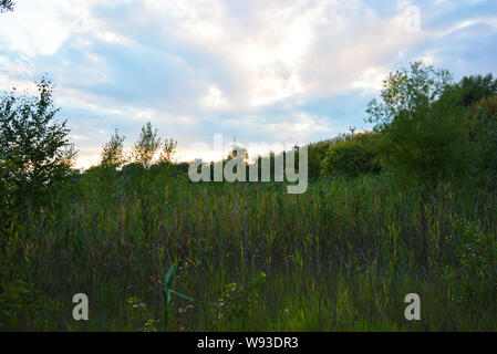 Schöne Natur, Laubwald, Waldgürtel mit Bäumen, verschiedenen Pflanzen, Wildgras und Unkraut am Abend. Stockfoto