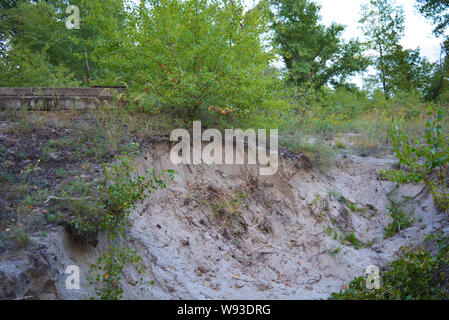 Schöne Natur, Laubwald, Waldgürtel mit Bäumen, verschiedenen Pflanzen, Wildgras und Unkraut am Abend. Stockfoto