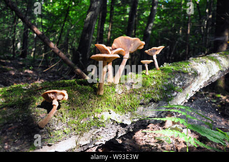 Gemeinsame Honig Agaric. Eine Gruppe von Pilzen, die auf Baumstümpfen und häufte Bäume in den Wald Stockfoto