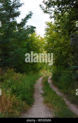 Schöne Natur, Laubwald, Waldgürtel mit Bäumen, verschiedenen Pflanzen, Wildgras und Unkraut am Abend. Stockfoto