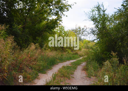 Schöne Natur, Laubwald, Waldgürtel mit Bäumen, verschiedenen Pflanzen, Wildgras und Unkraut am Abend. Stockfoto