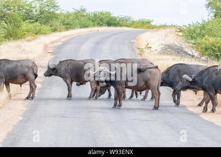 Eine Herde von Kapstadt Büffel, Syncerus caffer, Überqueren einer Straße Stockfoto