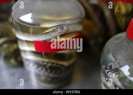 ------ Gläser von Snake Wein sind in Huzhou Zisiqiao Dorf, Stadt gesehen, East China Zhejiang provinz, 22. Februar 2013. Im Herzen eines Vas eingebettet Stockfoto